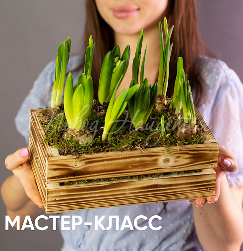 Интерьерная композиция из луковичных