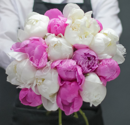 ПИОНЫ Мускат