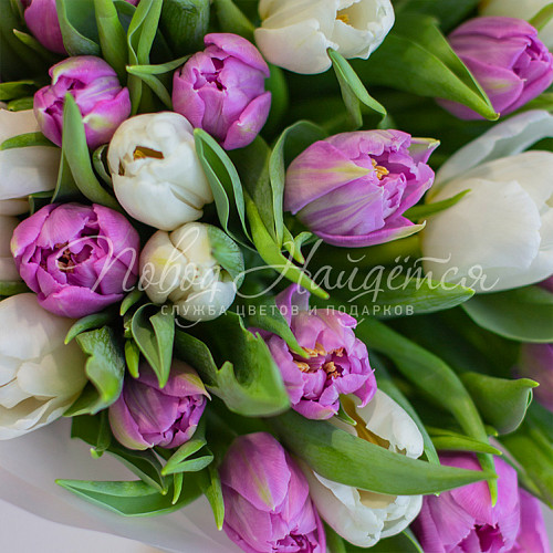 Моно Тюльпаны Весенняя капель