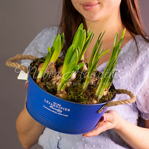 8.03 Весенние ласточки