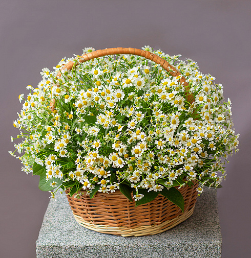 Корзина ромашек