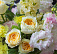 Композиция № 355