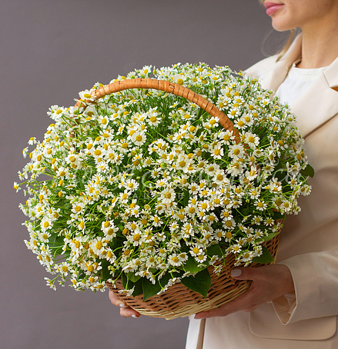 Корзина ромашек