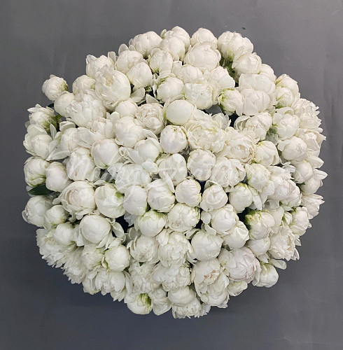 ПИОНЫ Молочная речка