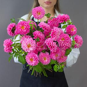 Питайя
