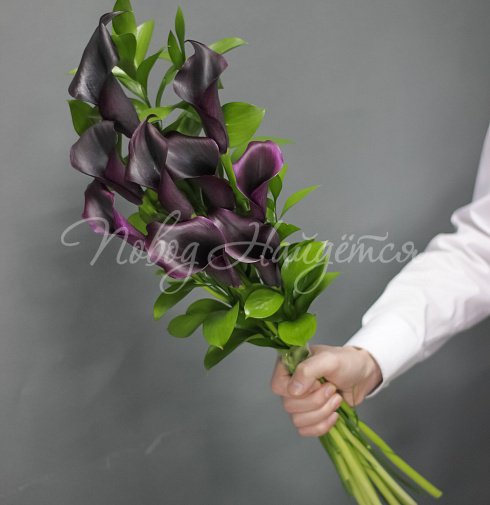9 фиолетовых калл
