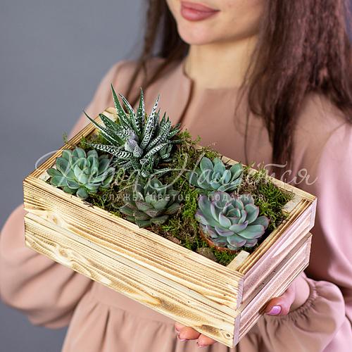 Суккуленты в ящике