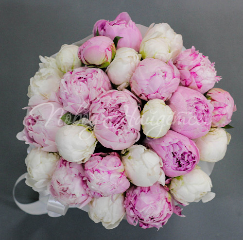 ПИОНЫ Неженка