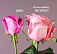 25 роз Be sweet