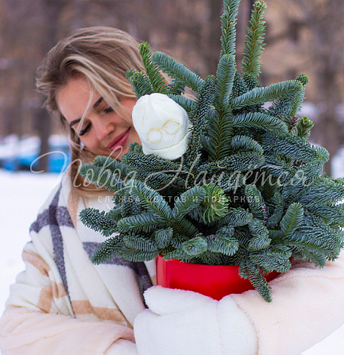 Дух Рождества