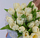 Подснежники весной