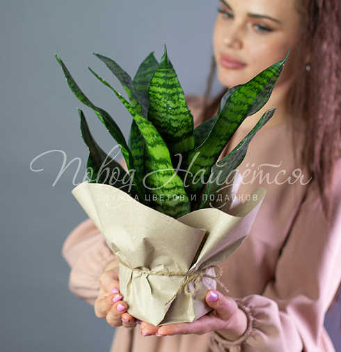 Сансевиерия