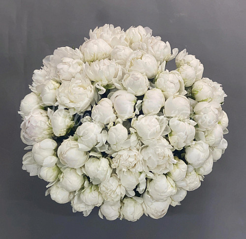 ПИОНЫ Воздушное путешествие