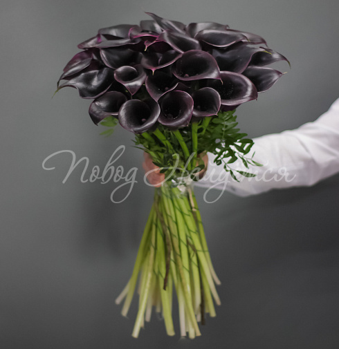 29 фиолетовых калл