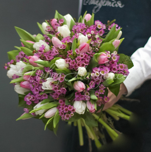 ТЮЛЬПАНЫ Весенние ласточки