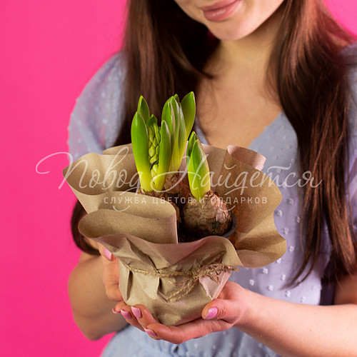 8.03 КОРП Три гиацинта в кашпо