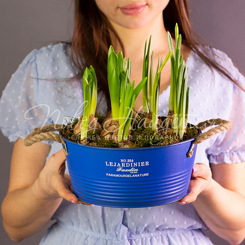 8.03 Весенние ласточки