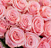 25 роз Be sweet