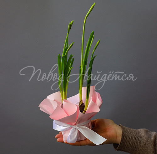 8.03 КОРП 3 Нарцисса в кашпо